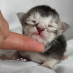 Maine Coon Kitten