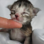 Maine Coon Kitten