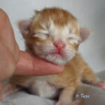 Maine Coon Kitten