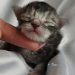 Maine Coon Kitten