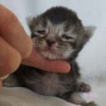 Maine Coon Kitten