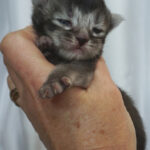 Maine Coon Kitten