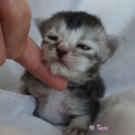 Maine Coon Kitten