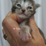 Maine Coon Kitten