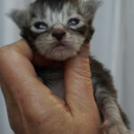 Maine Coon Kitten