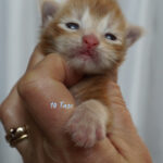 Maine Coon Kitten
