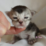 Maine Coon Kitten