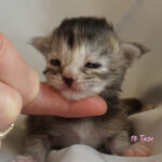 Maine Coon Kitten