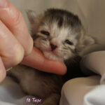 Maine Coon Kitten