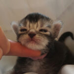 Maine Coon Kitten
