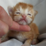 Maine Coon Kitten