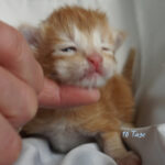 Maine Coon Kitten
