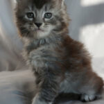 Maine Coon Kitten