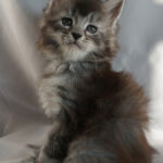 Maine Coon Kitten