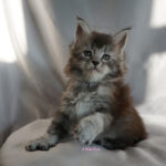 Maine Coon Kitten