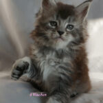 Maine Coon Kitten