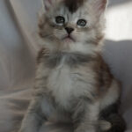 Maine Coon Kitten