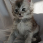 Maine Coon Kitten