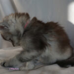Maine Coon Kitten
