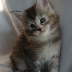 Maine Coon Kitten