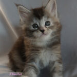 Maine Coon Kitten