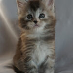 Maine Coon Kitten