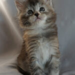 Maine Coon Kitten