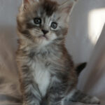 Maine Coon Kitten