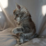 Maine Coon Kitten