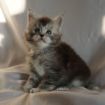 Maine Coon Kitten
