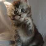 Maine Coon Kitten