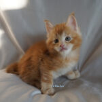 Maine Coon Kitten
