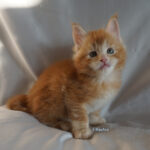 Maine Coon Kitten