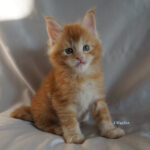 Maine Coon Kitten