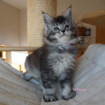 Maine Coon Kitten
