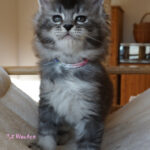 Maine Coon Kitten