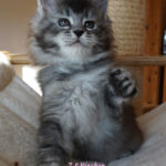 Maine Coon Kitten