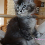 Maine Coon Kitten