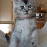 Maine Coon Kitten