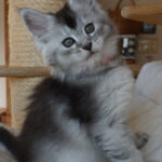 Maine Coon Kitten