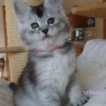 Maine Coon Kitten