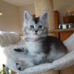 Maine Coon Kitten