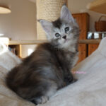 Maine Coon Kitten