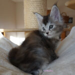 Maine Coon Kitten