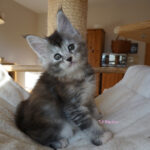 Maine Coon Kitten