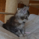 Maine Coon Kitten