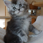 Maine Coon Kitten