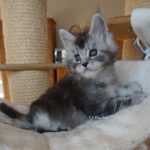 Maine Coon Kitten