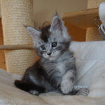 Maine Coon Kitten