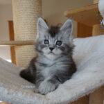 Maine Coon Kitten